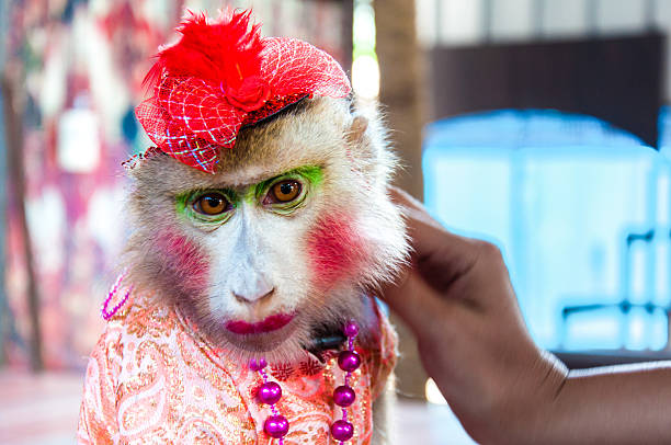 Portrait of Trained dressed monkey posing with turists in Thailand