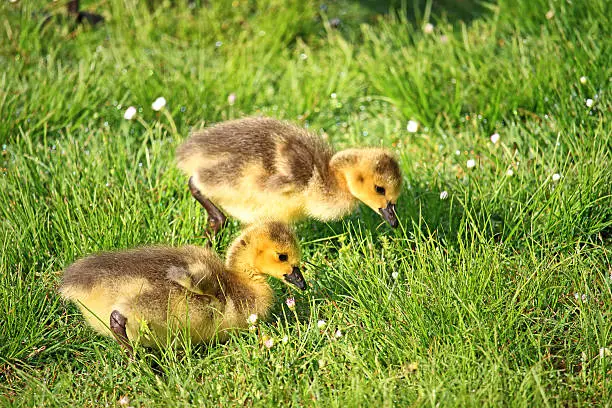 Photo of baby geese goslings in grass field