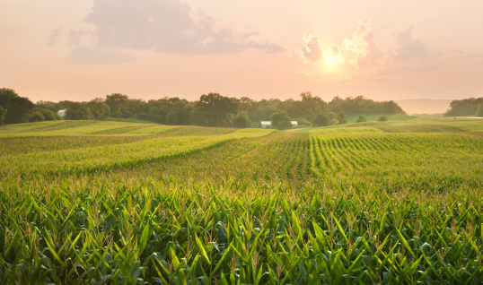 A midwestern cornfield glistens below the setting sun