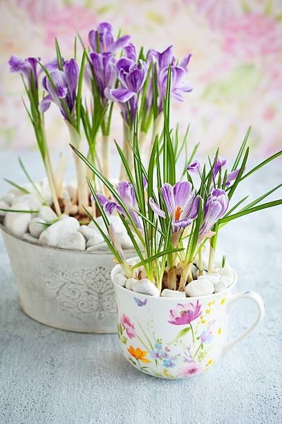 flores de primavera - single flower flower crocus spring imagens e fotografias de stock