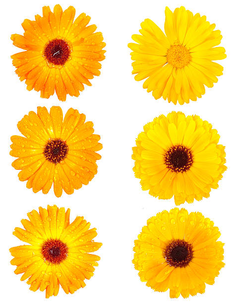 istock Set of calendula flowers 506503586