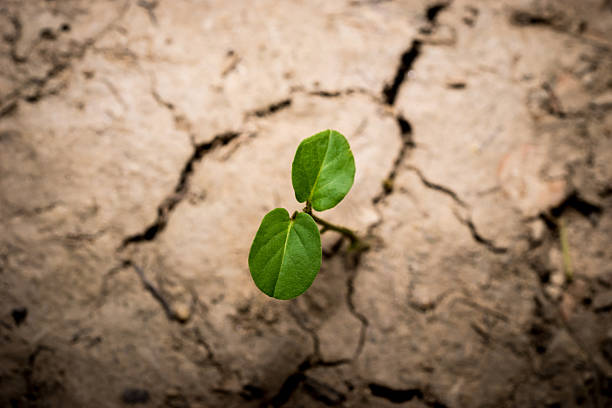 istock Plant in dried cracked mud 506503782