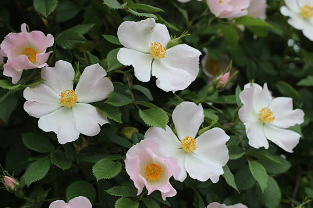 istock Flower of dog-rose 506503938