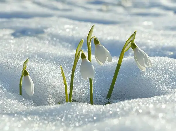 snowdrops flowering from the snow in spring