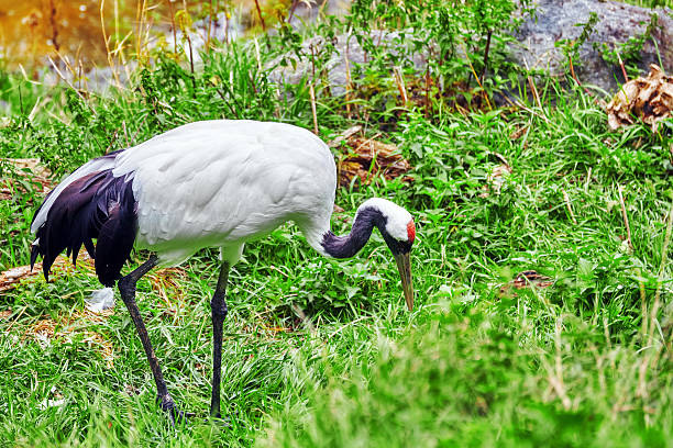 istock White - black Heron in green bush  in nature. 506504706