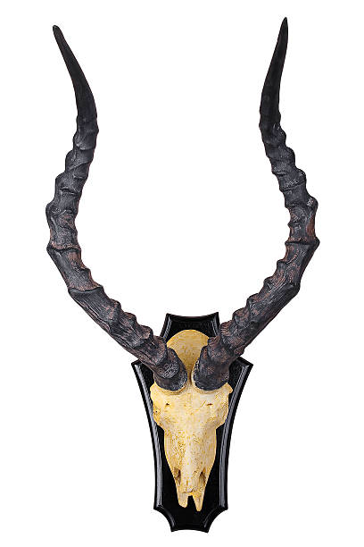 Skull with long horns. Isolated on white background.