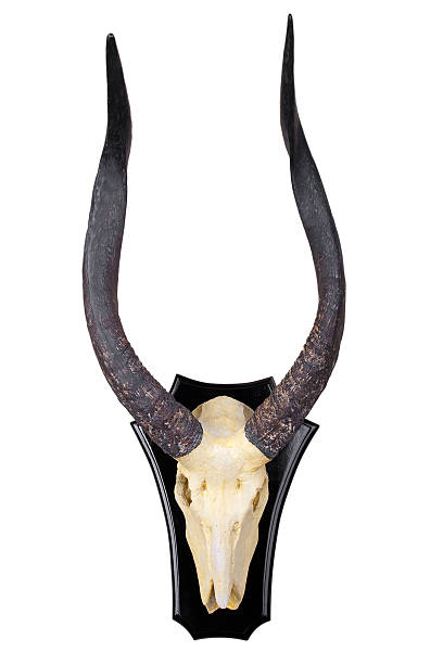 istock Animal skull with horns on a trophy board. 506505840