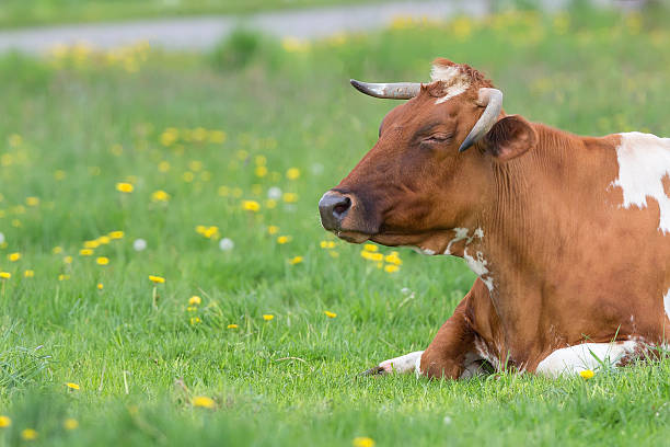 istock Cow resting in the clearing 506506904