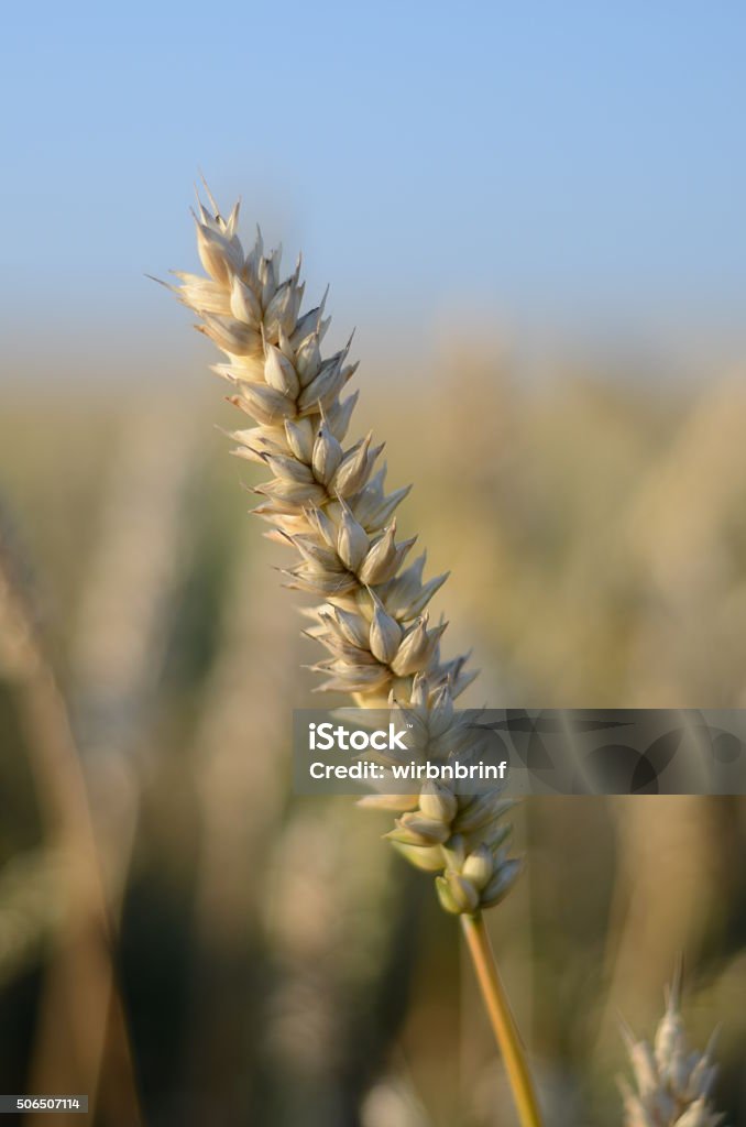 Gerste - Foto de stock de Agricultura royalty-free