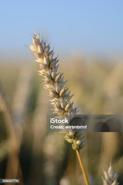 Foto de Gerste e mais fotos de stock de Agricultura - Agricultura, Alimento básico, Caule
