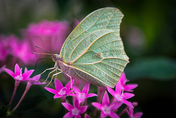 Brimstone butterfly (Gonepteryx rhamni) extracting nectar. Gonepteryx rhamni is a butterfly of the Pieridae family and It lives in Europe, North Africa and Asia.