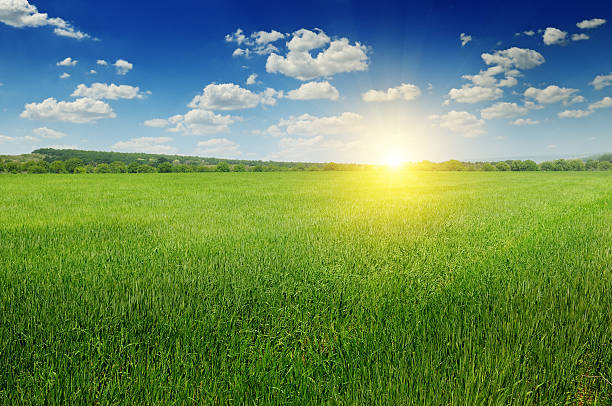 istock field, sunrise and blue sky 506509730