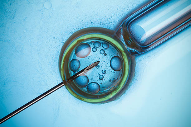 istock In vitro fertilisation 506510396