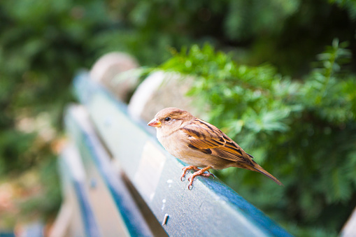 A house sparrow perched on a composite wood deck.