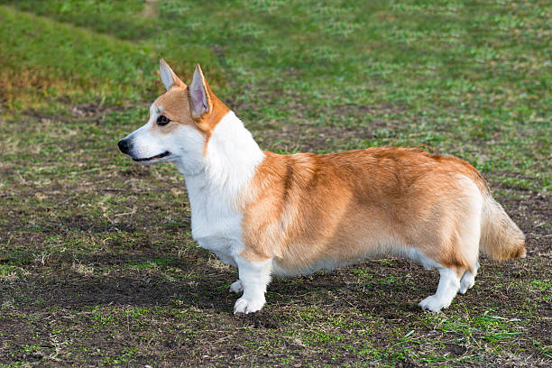 casaco de lã galês corgi perfil. - dachshund dog reliability animal imagens e fotografias de stock