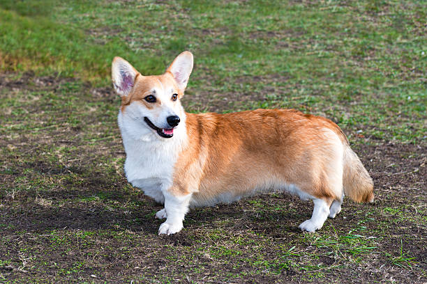 chaqueta de punto corgi galés espera. - dachshund dog reliability animal fotografías e imágenes de stock