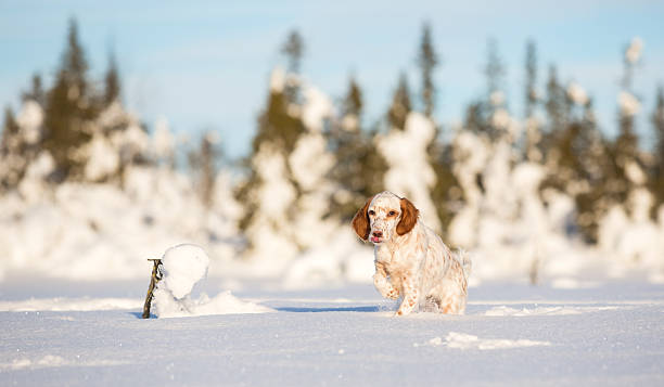English Setter puppy playing in the snow, Norway English Setter puppy playing in the snow, Synnfjell Oppdal Norway oppdal stock pictures, royalty-free photos & images