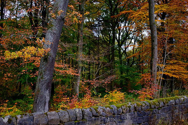 istock Autumn woodland 506514246