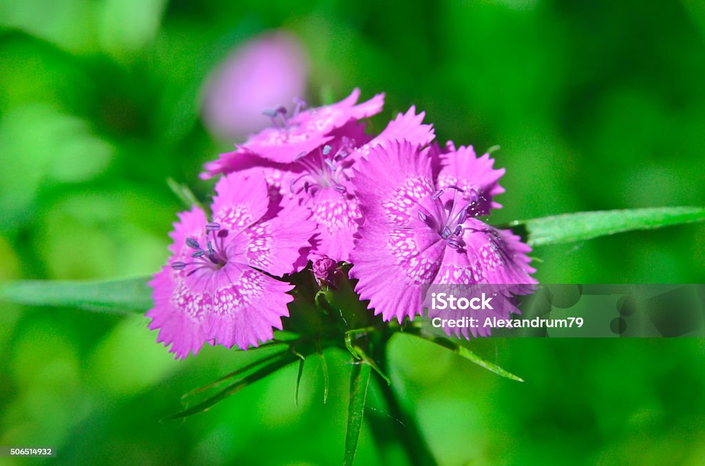 Inflorescence of small carnations growing in the garden Inflorescence of small carnations growing in the gardenInflorescence of small carnations growing in the garden Beauty In Nature Stock Photo