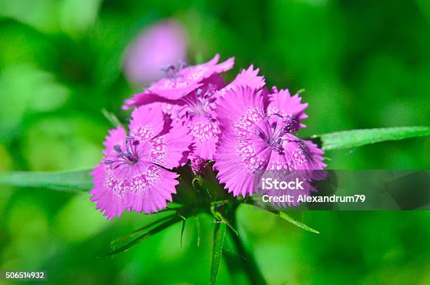 Inflorescence Of Small Carnations Growing In The Garden Stock Photo - Download Image Now