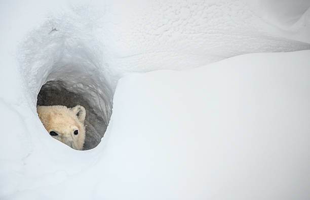 The polar bear The polar bear looks out of a snow den. Canada animal den photos stock pictures, royalty-free photos & images