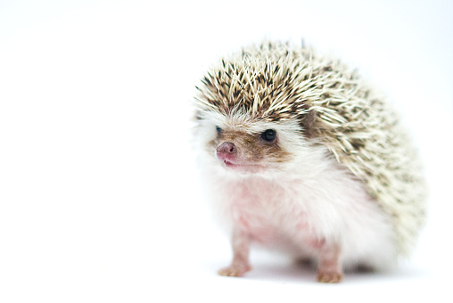 beautiful algerian chocolate snowflake pinto african pygmy hedgehog in white background