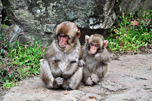istock Two snow monkey babies, Jigokudani, Nagano, Japan 506518090