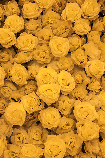 istock close up of yellow roses 506518540