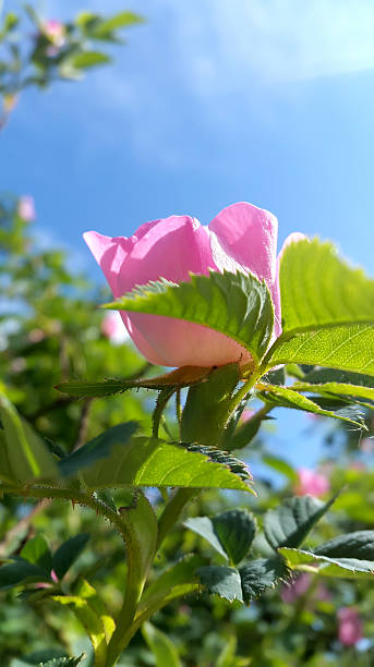istock Pink rose in the garden 506518658