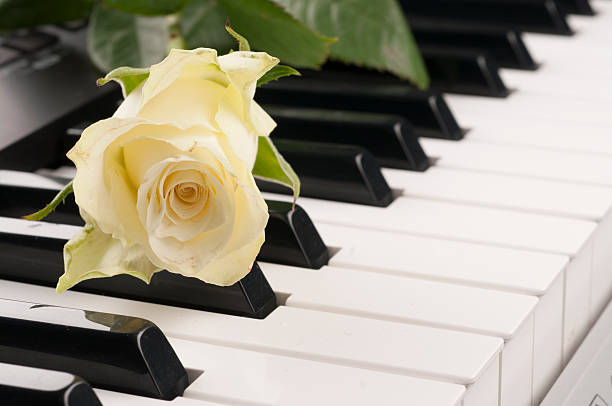 istock Rose flower over piano keyboard. 506518968