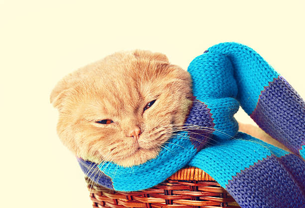 istock Cat wearing a scarf sleeping in a basket 506519270