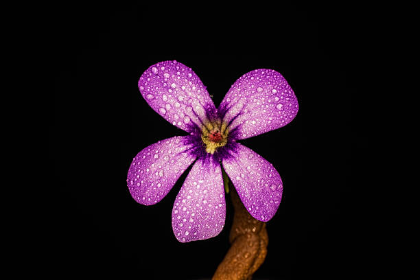 istock Flower of carnivorous plant Pinguicula 506519654