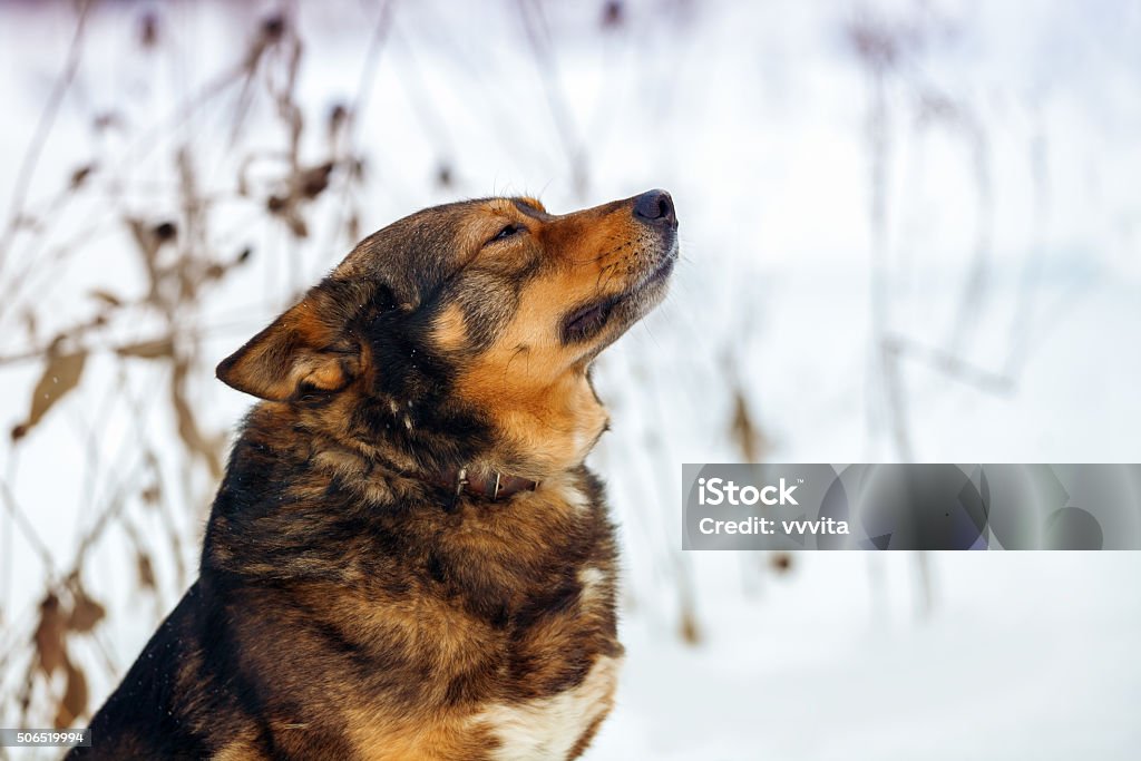 Retrato de raça pura na neve de inverno - Foto de stock de Alemanha royalty-free