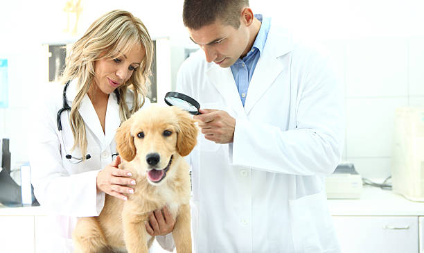 istock Vets examining retriever puppy 506520112