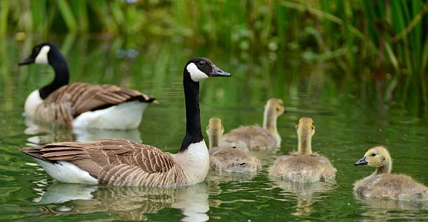 istock Goose and goslings 506535913