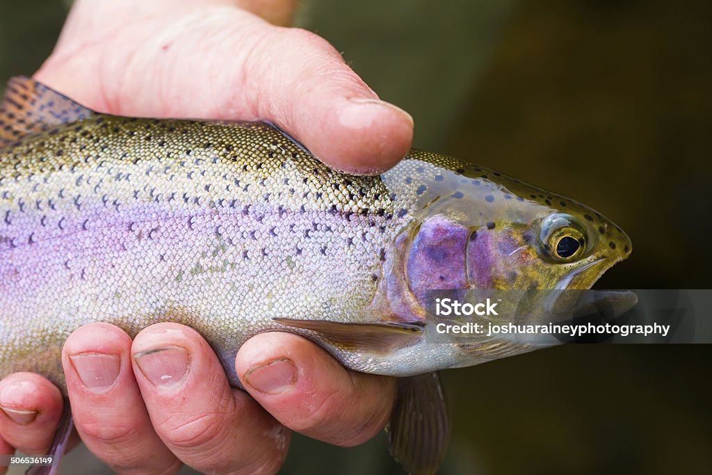 Catch and Release Native Rainbow Redside Trout Fly fisherman holding a trophy redside rainbow trout native to the Deschutes River in Oregon. Adult Stock Photo