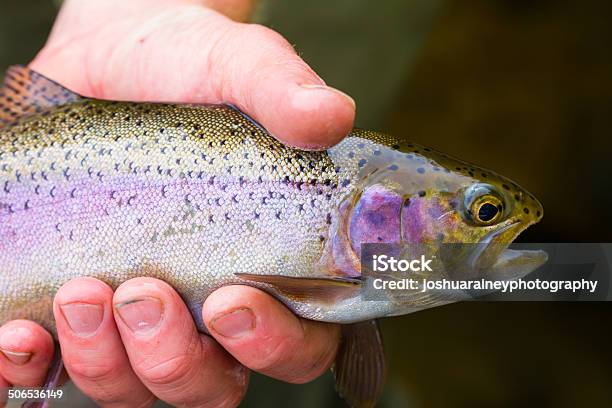 Catch And Release Native Rainbow Redside Trout Stock Photo - Download Image Now - Adult, Adults Only, Animals In The Wild