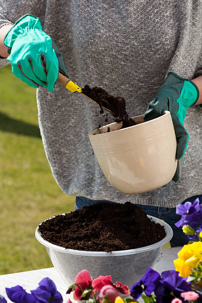 istock Woman hands replanting flowers 506536189
