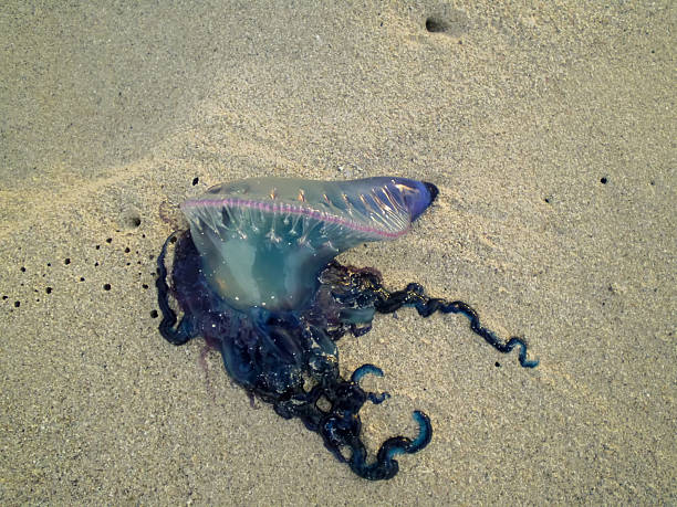istock jellyfish, Portuguese Man O' War, five 506536303