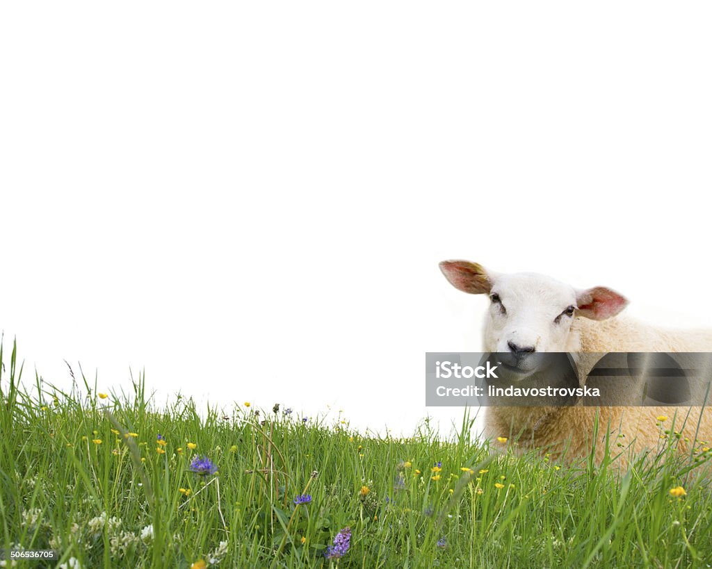 Sheep isolated Sheep with grass isolated on white Affectionate Stock Photo
