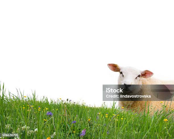 Sheep Isolated Stock Photo - Download Image Now - Affectionate, Agricultural Field, Agriculture