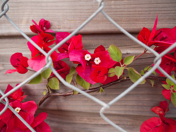 rojo buganvilia flores - azalea magenta flower red fotografías e imágenes de stock