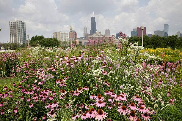 istock Chicago Illinois skyline with Sears tower and flowers 506537025