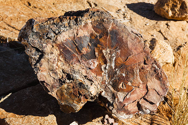 istock Piece of a petrified stoned tree 506537553