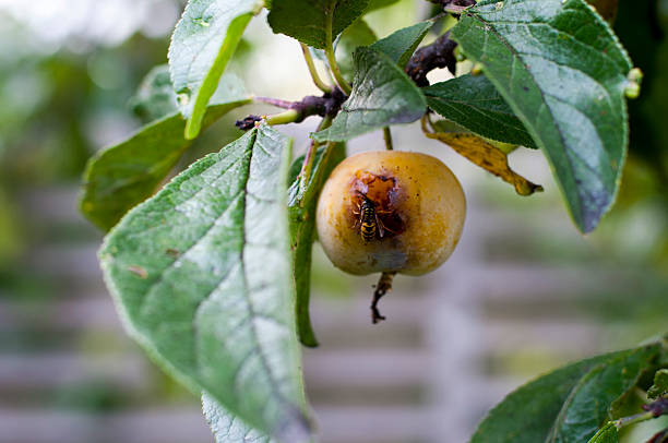 vespa comendo ameixa - rotting fruit wasp food - fotografias e filmes do acervo