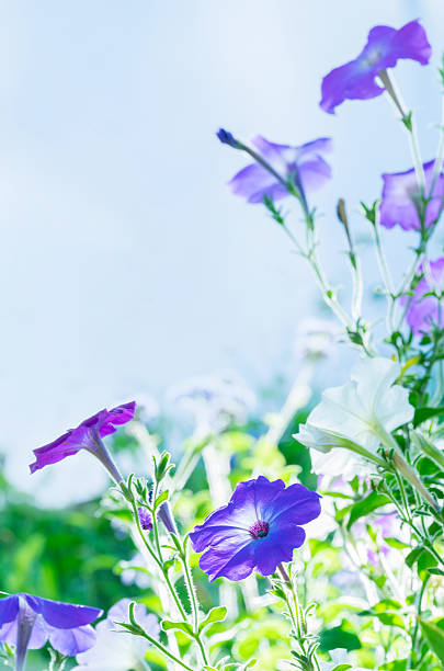 istock Lilac flowers in the field 506538163