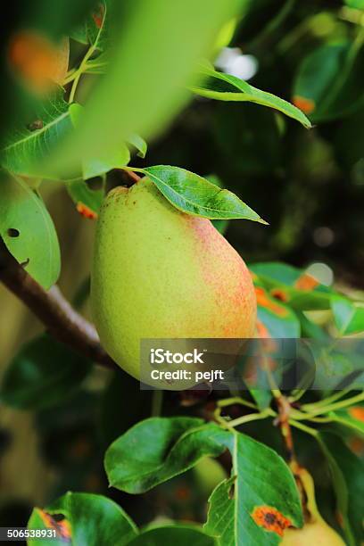 Organic Pear Stock Photo - Download Image Now - Environment, Food, Freshness