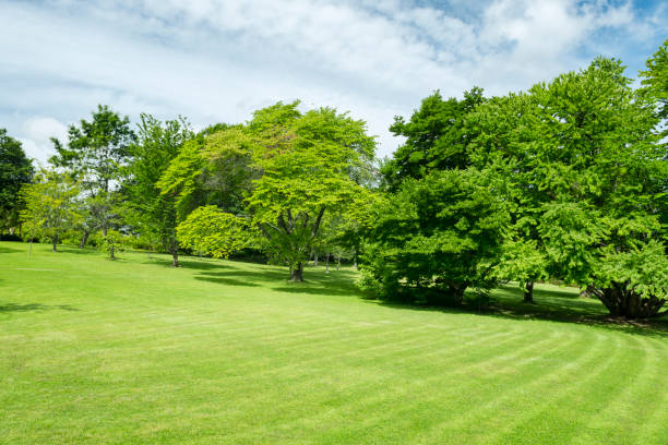 istock Green park with a big lawn 506539069