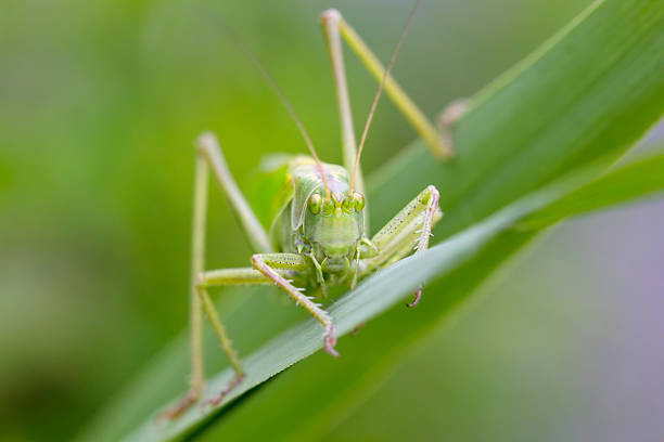 istock Great Green Bush-Cricket closeup 506539811