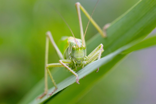 Front view of a Great Green Bush-Cricket in the reeds.